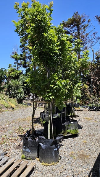 Alectryon excelsa titoki 75/80L, ht. 2m +... x2 Carousel 2