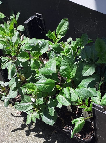 Dahlia Fuzzy Wuzzy potted pink and white fimbricated feather-tipped Carousel 2