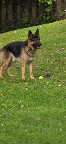 Free to a great home German Shepherd – Atua (2 years old) Carousel 2