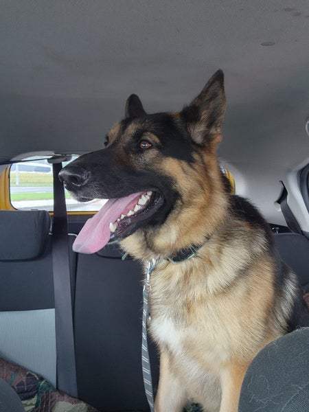 Free to a great home German Shepherd – Atua (2 years old) Carousel 1