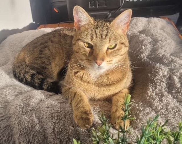 MISSING CAT ROLLESTON Carousel 2