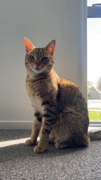 MISSING CAT ROLLESTON Carousel 4