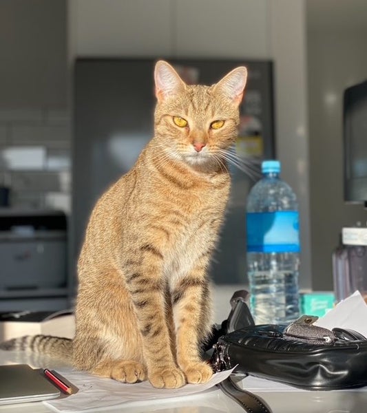 MISSING CAT ROLLESTON Carousel 1