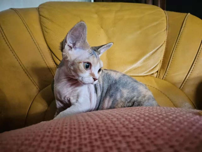 Pedigree Devon Rex Kitten64584368411779111