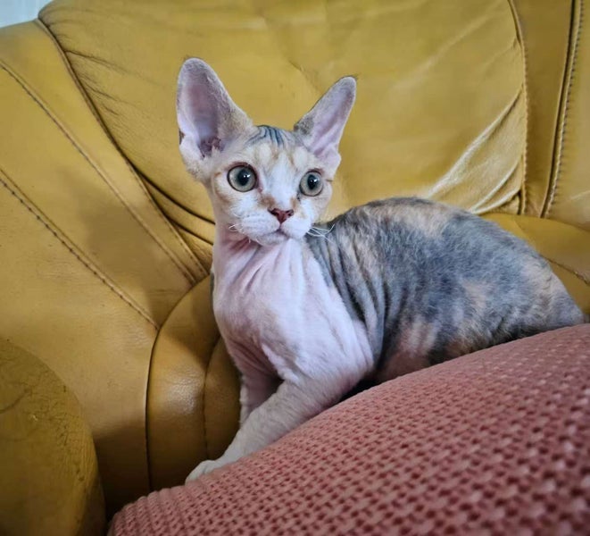 Pedigree Devon Rex Kitten64584368411779110
