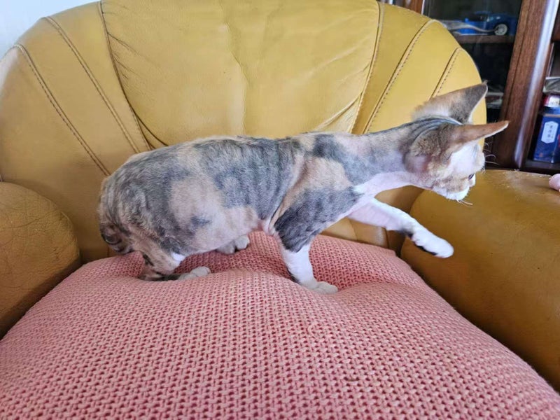 Pedigree Devon Rex Kitten64584368411779112