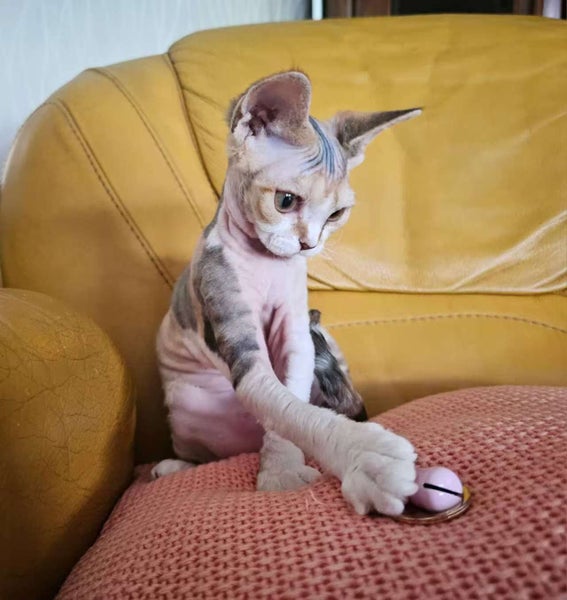 Pedigree Devon Rex Kitten64584368411779113