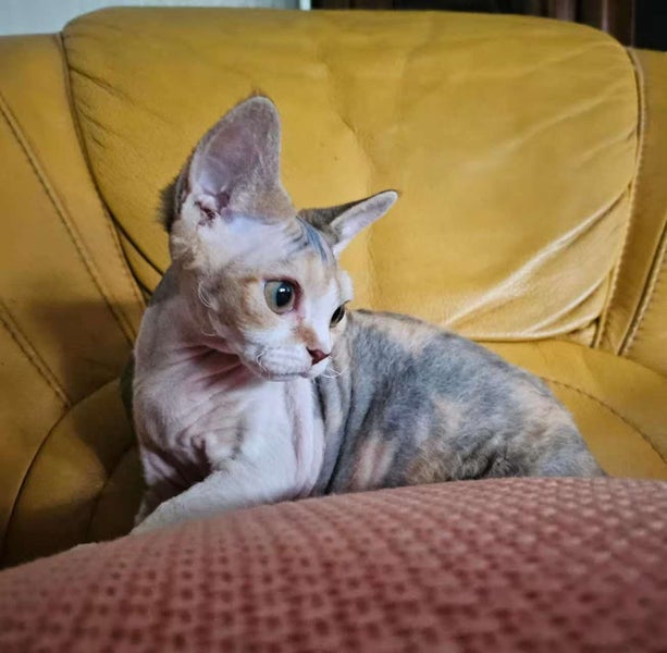 Pedigree Devon Rex Kitten64584368411779114