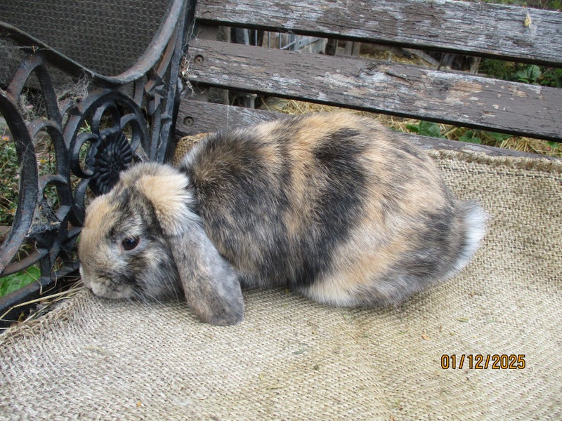 Mini Lop Rabbits Carousel 1