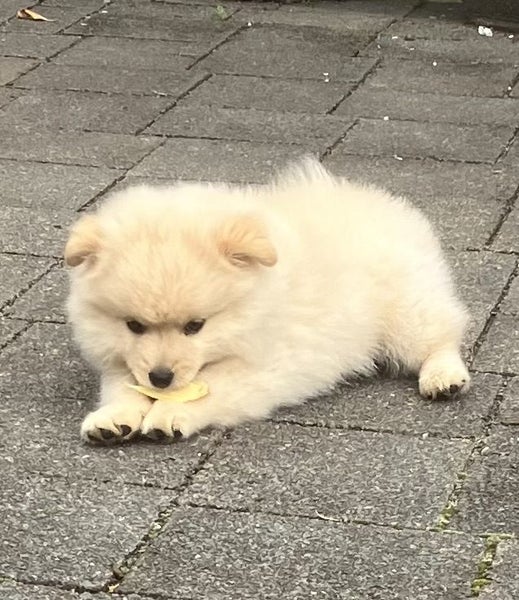 7 Week Old Japanese/German Spitz Puppies Carousel 1