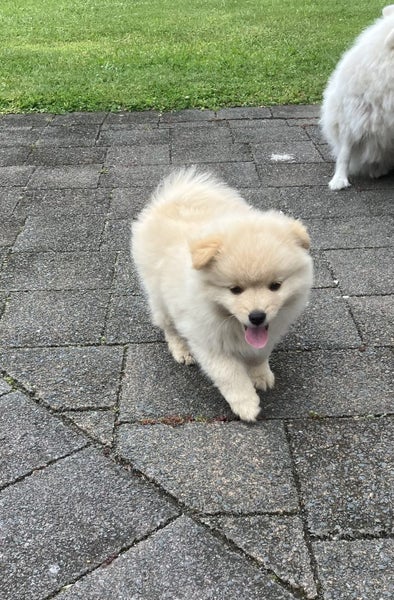 7 Week Old Japanese/German Spitz Puppies Carousel 2