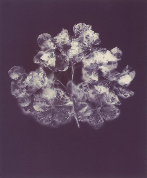 Jenny Tomlin, Ghost Hydrangea, 2020. PhotoForumNZ fundraiser Carousel 1