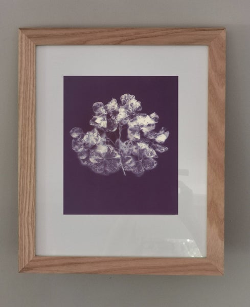 Jenny Tomlin, Ghost Hydrangea, 2020. PhotoForumNZ fundraiser Carousel 2