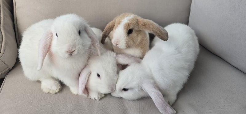 Purebred Minilops Carousel 1