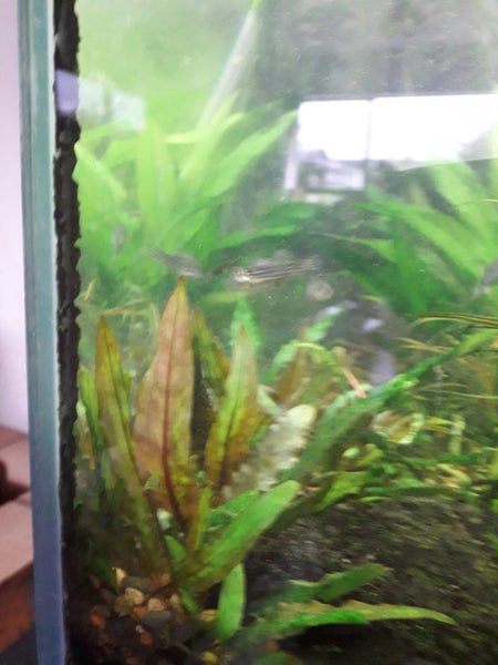 Crypt Wendtii Carousel 1