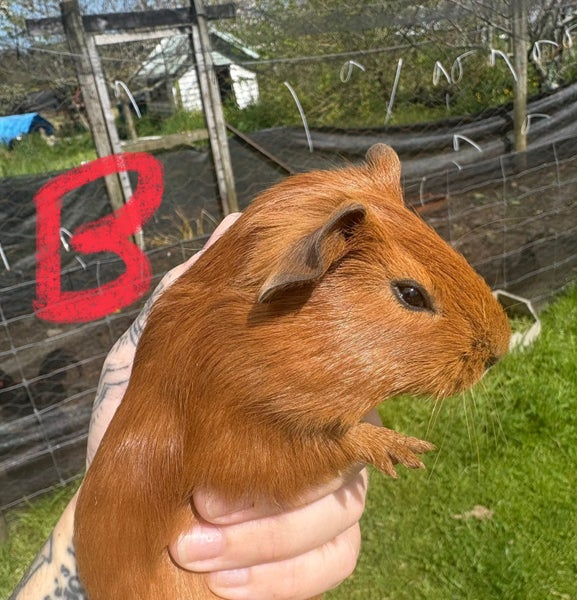 Guinea pigs Carousel 1