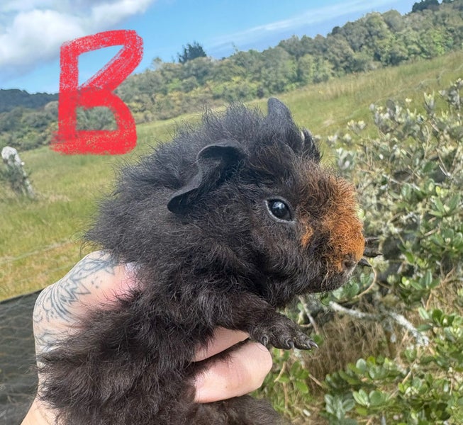 Guinea pigs Carousel 2