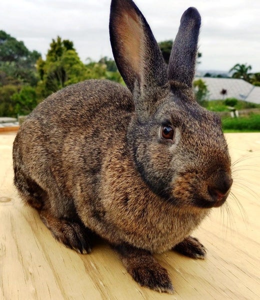 Rabbit - Attractive and Healthy Carousel 1