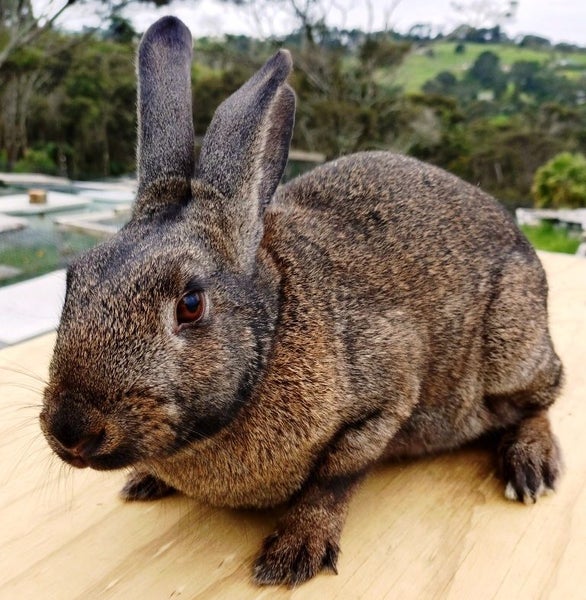 Rabbit - Attractive and Healthy Carousel 2