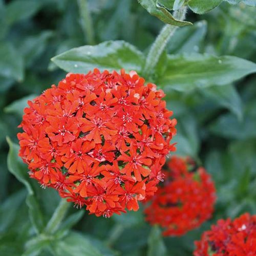 Lychnis chalcedonica ( Maltese Cross) cut flower Carousel 1