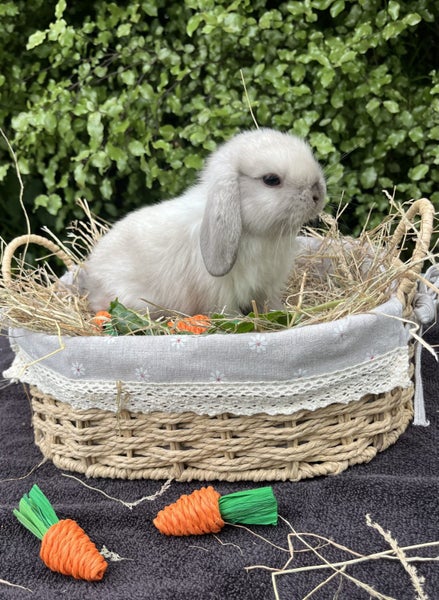 Alta Mini Lops Carousel 2