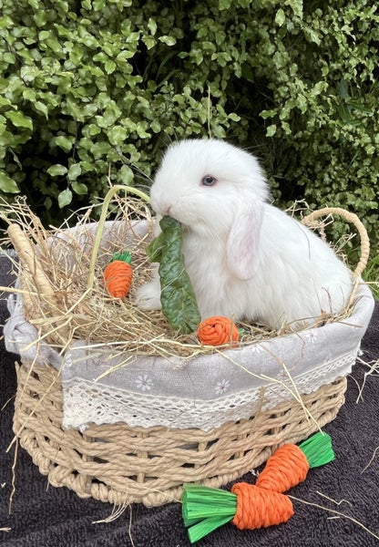 Alta Mini Lops Carousel 1