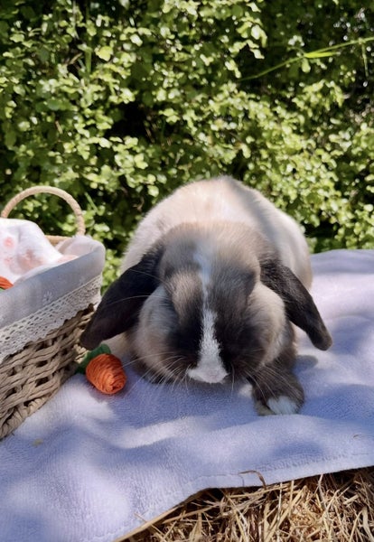 Alta Mini Lops Carousel 20