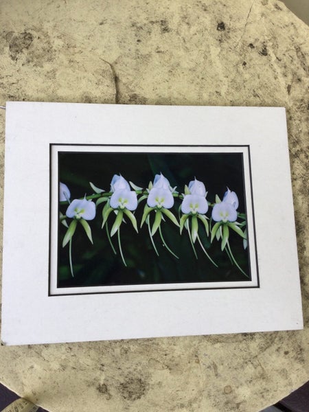 NICE PHOTO OF FLOWERS NEEDS A FRAME Carousel 1