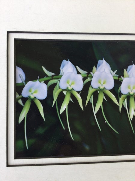 NICE PHOTO OF FLOWERS NEEDS A FRAME Carousel 2