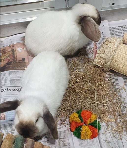 Pet Rabbits Bunny Rabbit Bunnies Mini lop Carousel 1