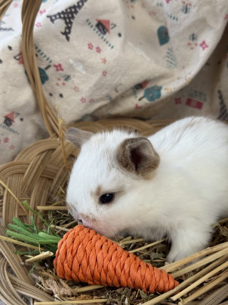 **Trained Mini Lop Bunny Rabbits & Care Package** Carousel 9