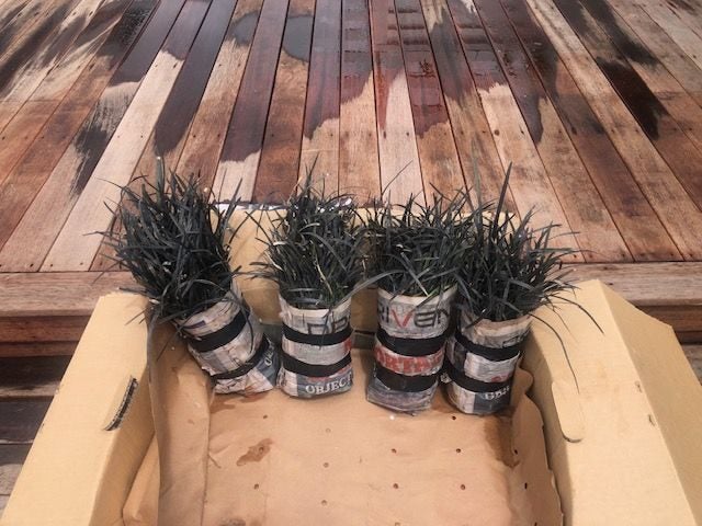 Black Mondo Grass x 100 plants- Landscapers Delight