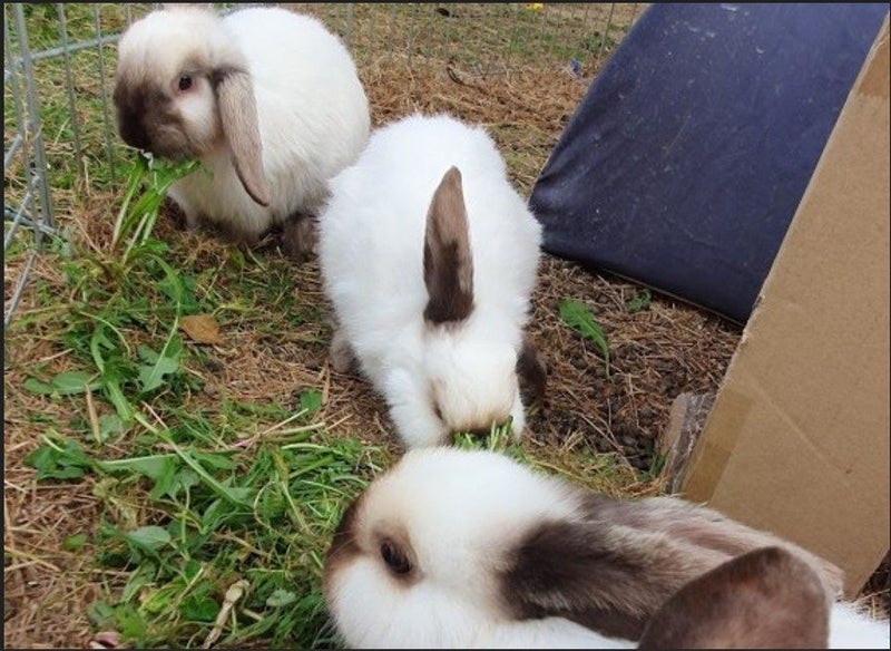 Pet Rabbits Bunny Rabbit Bunnies Mini lop Carousel 5