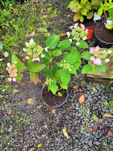 Hydrangea Summer Glow Carousel 4