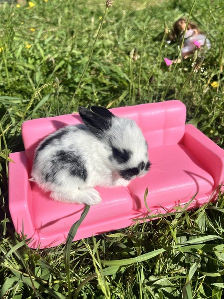 Gorgeous Minilop baby bunnies! Carousel 1