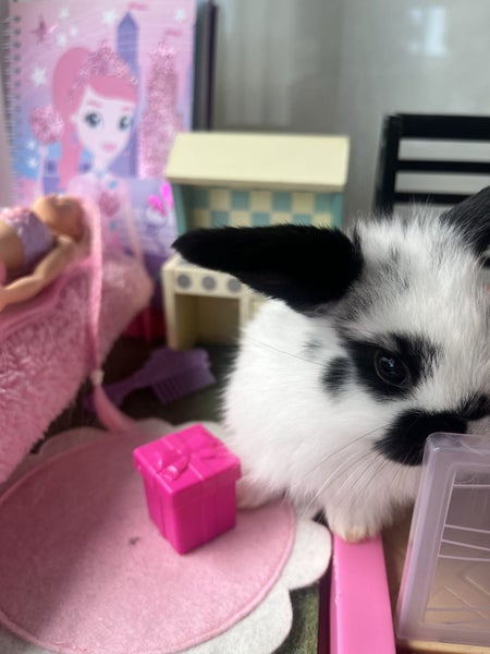 Gorgeous Minilop baby bunnies! Carousel 2