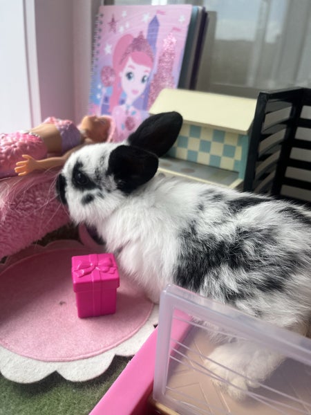 Gorgeous Minilop baby bunnies!64716721211009112