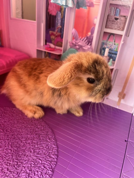 Gorgeous Minilop baby bunnies!64716721211009113