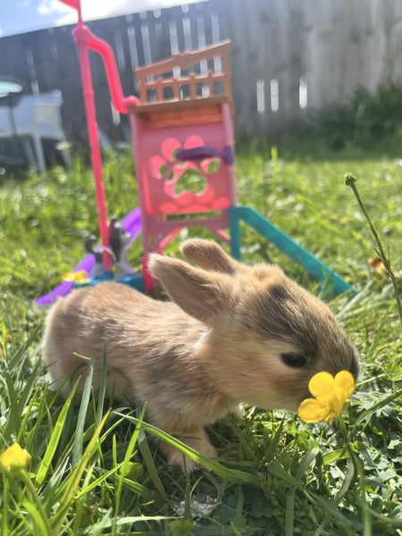 Gorgeous Minilop baby bunnies!64716721211009114