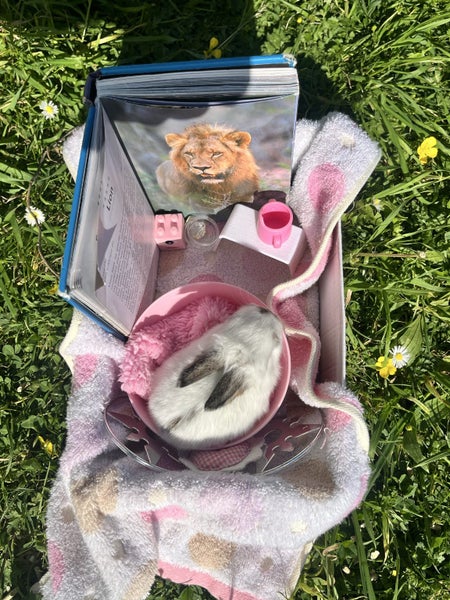 Gorgeous Minilop baby bunnies! Carousel 19