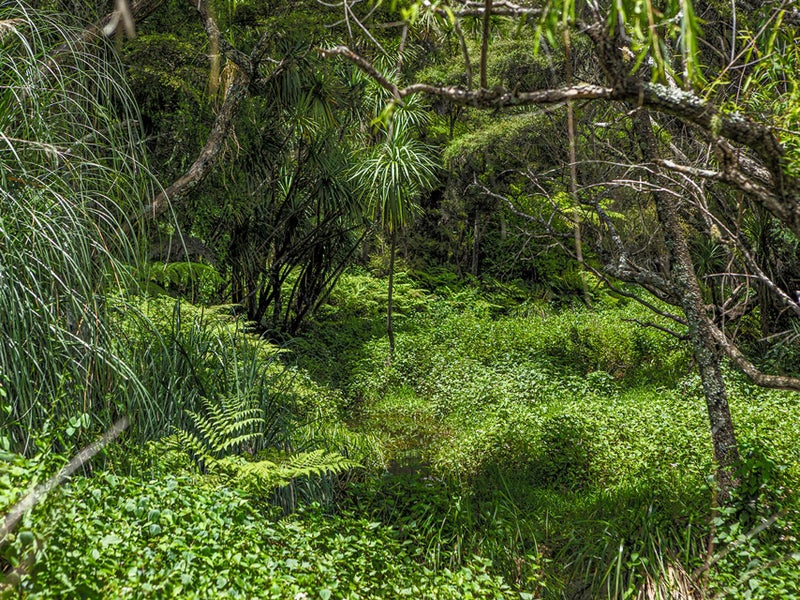 Looking for Peace, Privacy & Tranquility?64595985493506113