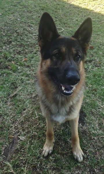 Free to a great home German Shepherd – Atua (2 years old) Carousel 7