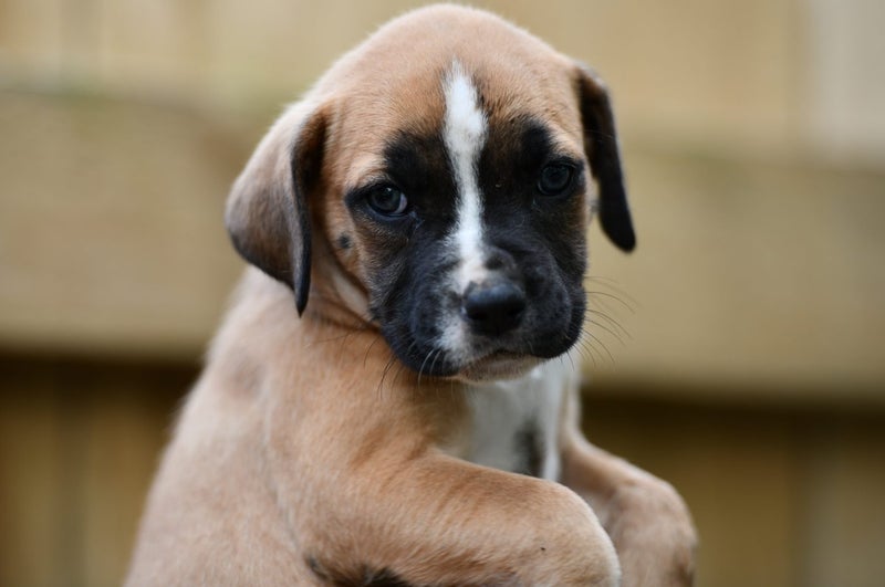 Yvonne - rescue puppy, medium small size, good manners, gentle and affectionate Carousel 2