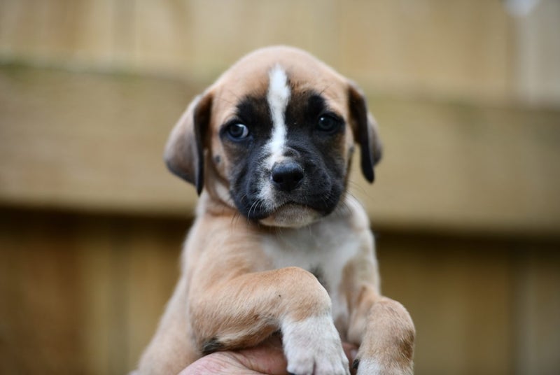 Yvonne - rescue puppy, medium small size, good manners, gentle and affectionate Carousel 9
