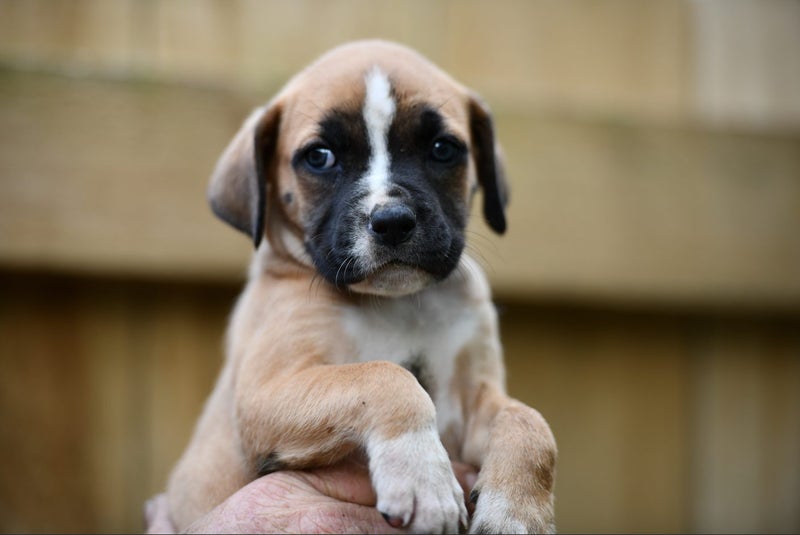 Yvonne - rescue puppy, medium small size, good manners, gentle and affectionate Carousel 1