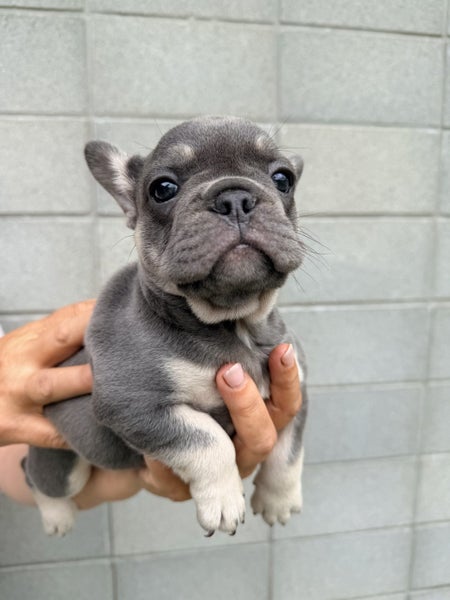 Pure breed Frenchie Puppies Carousel 1