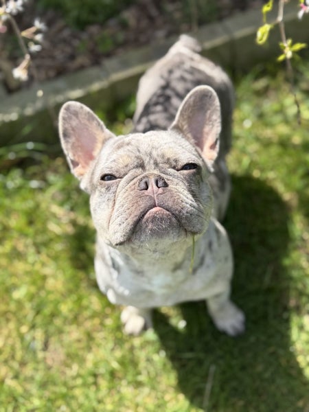 Pure breed Frenchie Puppies Carousel 7