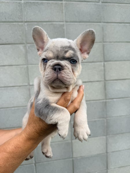 Pure breed Frenchie Puppies Carousel 2