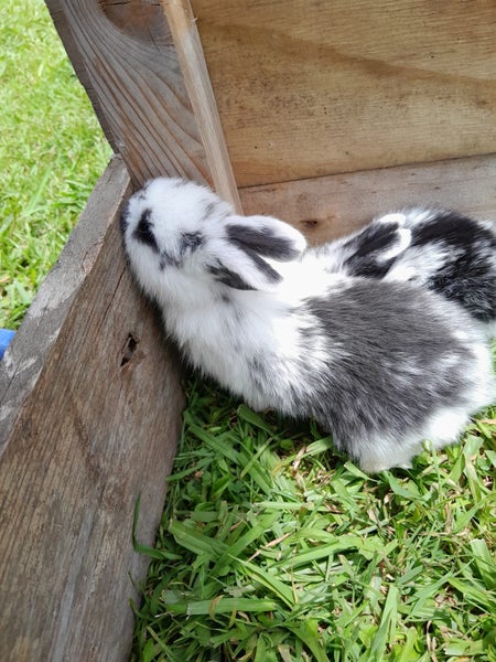 Purebred Mini-lop Kits Carousel 12
