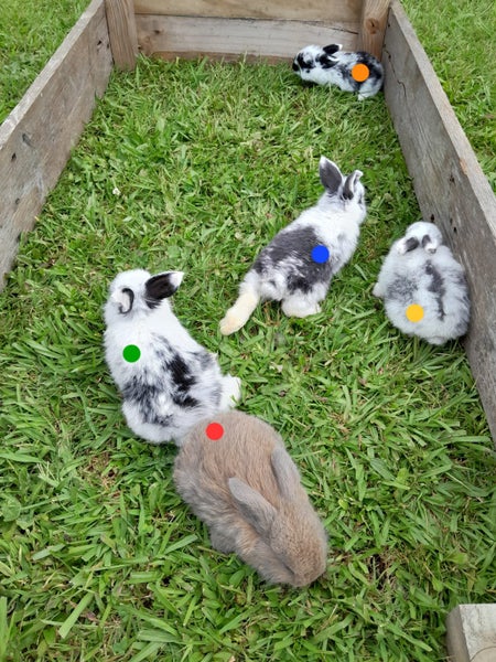 Purebred Mini-lop Kits Carousel 2